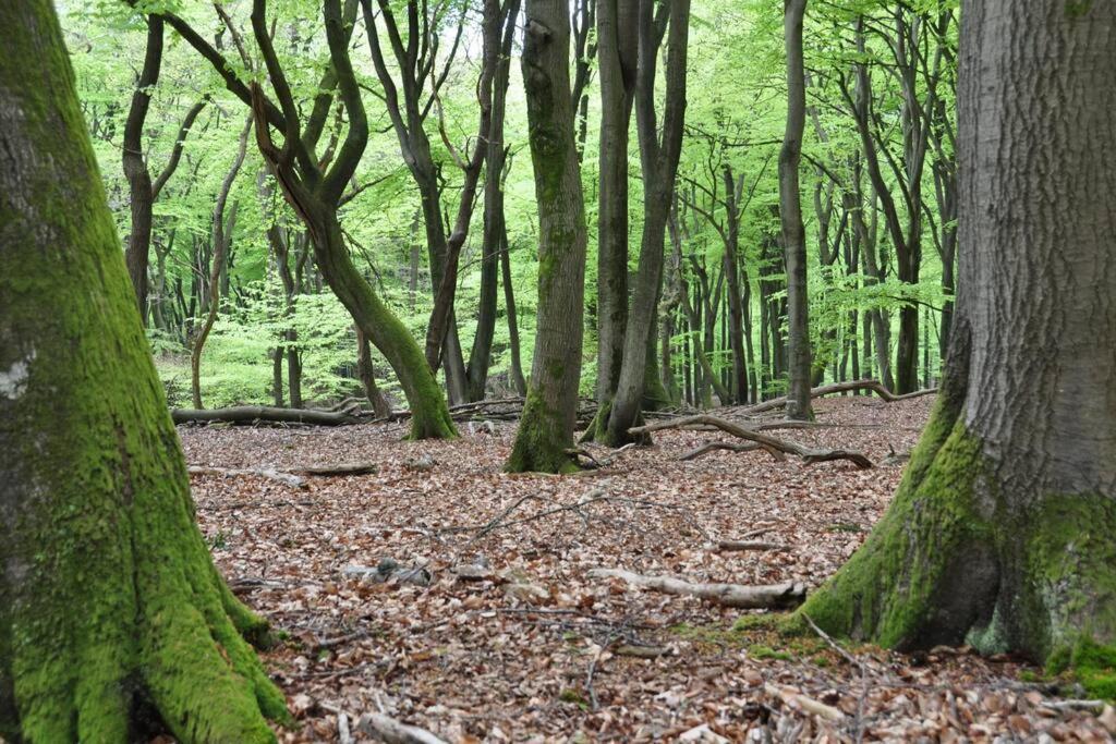 Op Boszicht Genieten Van De Rust & Natuur بوتِنْ المظهر الخارجي الصورة